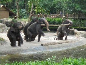Elephants performing.