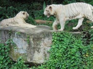 White tigers.